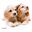 Mouse Pad, Puppies - Part Number: 90D5-01115