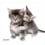 Mouse Pad, Kittens - Part Number: 90D5-01116